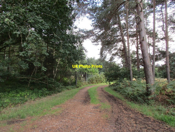 Photo 6"x4" Track in the woods near Elkesley Elkesley c2015