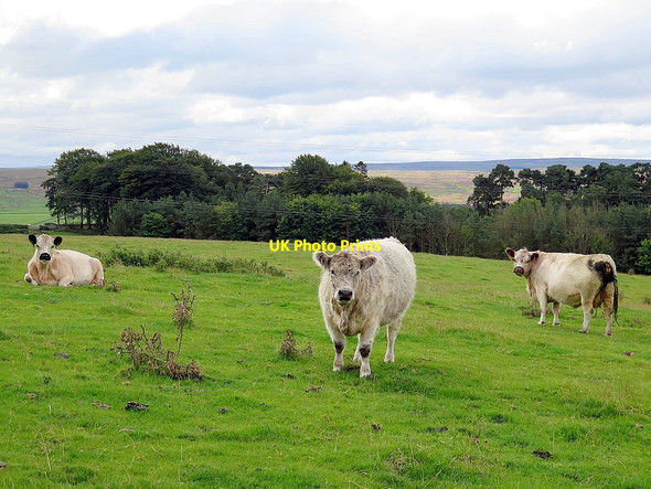 Photo 6"x4" Farmland near Middle Plantation Melkridge c2015