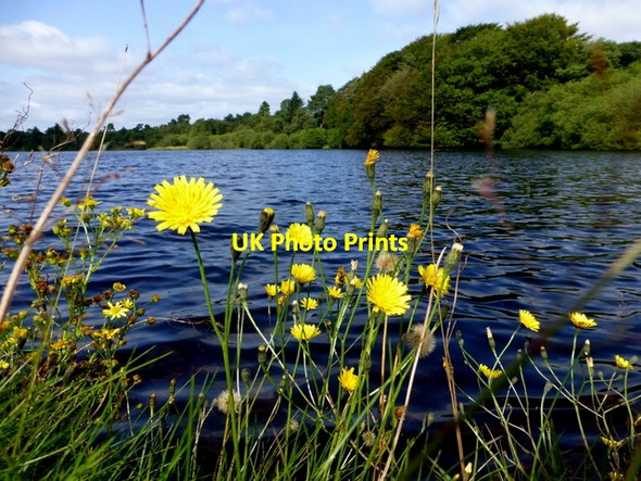 Photo 6"x4" Weeds, Loughmacrory Lough Milltown\/H5775 c2015