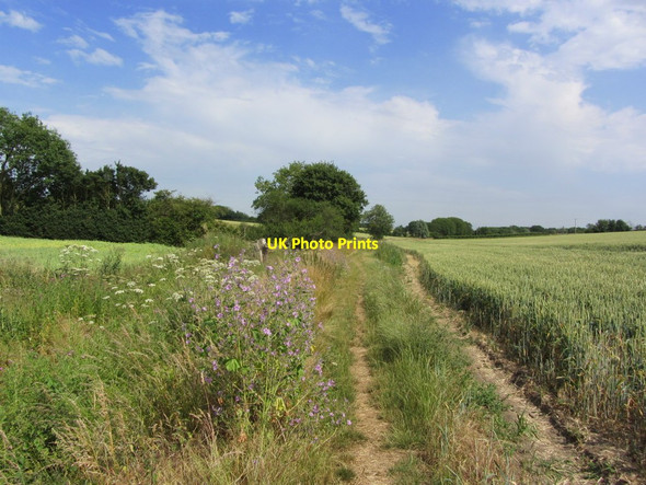 Photo 6"x4" On the Essex Way, E of Pleshey Bridge, Essex Pleshey c2015