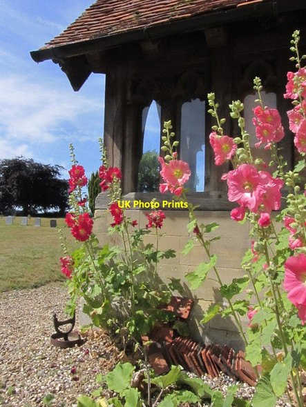 Photo 6"x4" Hollyhocks outside St John the Evangelist Church, Little Leighs, Essex Little Leighs c2015