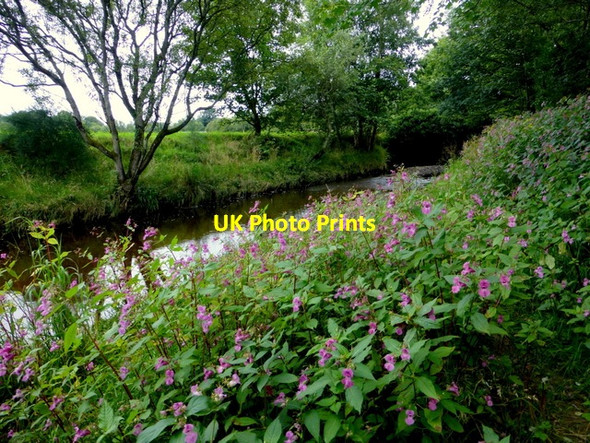 Photo 6"x4" Japanese knotweed, Cranny Omagh c2015