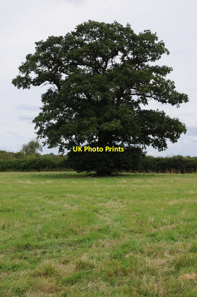 Photo 6"x4" Oak tree at Lower Lemington Lower Lemington c2015