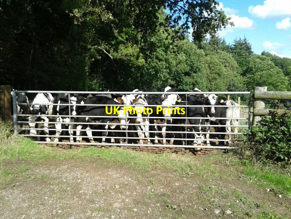 Photo 6"x4" Curious cows at Old Chapel farm Newcastle\/SO4417 c2015