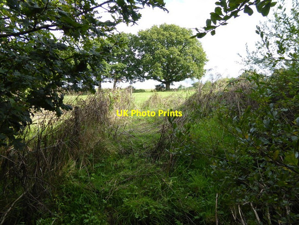 Photo 6"x4" Looking east across field from stream Dial Post c2015