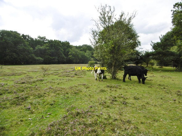 Photo 6"x4" Ashurst, cattle grazing Ashurst\/SU3310 c2015