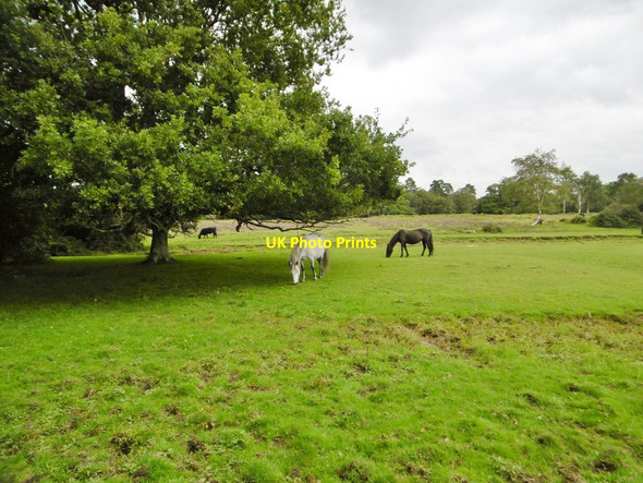 Photo 6"x4" Longwater Lawn, ponies Ashurst\/SU3310 c2015