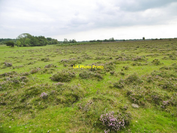 Photo 6"x4" Ashurst, heathland Ashurst\/SU3310 c2015