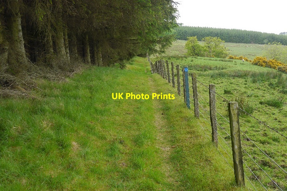 Photo 6"x4" Woodland edge Carterhaugh c2015