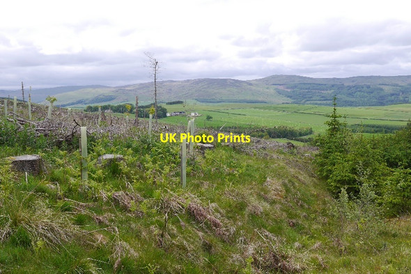 Photo 6"x4" Felled block, Hartwoodmyres Carterhaugh c2015