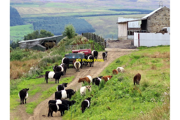 Photo 6"x4" Cattle near Lees Hall Haltwhistle c2015
