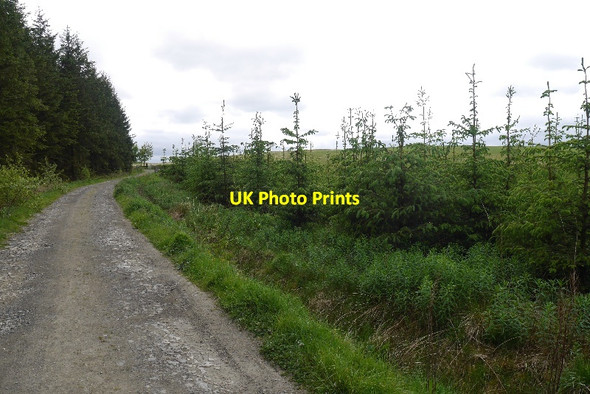 Photo 6"x4" Young trees, Hartwoodmyres Carterhaugh c2015