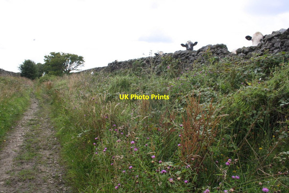 Photo 6"x4" Cows show interest in photographer on Back Lane Lawkland Green c2015