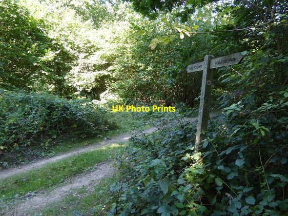 Photo 6"x4" Footpath crosses track in Hookshile Wood West Grinstead c2015