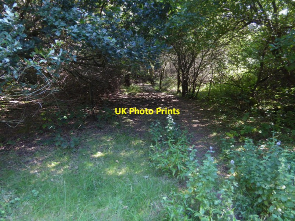 Photo 6"x4" Bridleway through wood east of College Wood Farm Ashurst\/TQ1716 c2015