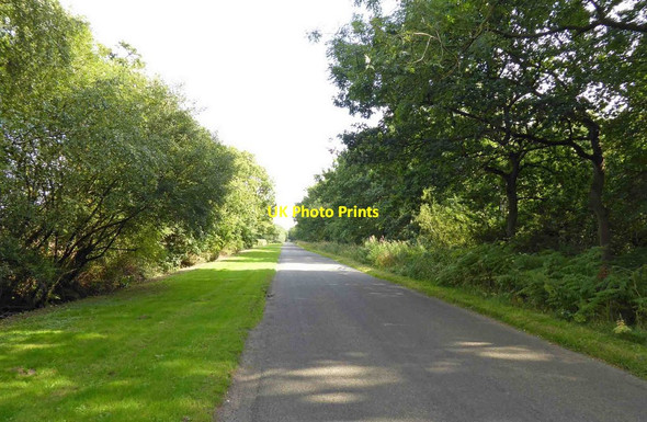 Photo 6"x4" Low Road verges near Rose Cottage Usselby c2015