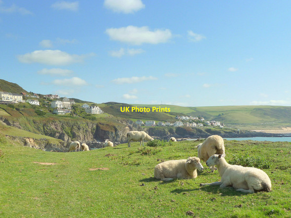 Photo 6"x4" Sheep on sea cliffs near Grunta Beach Mortehoe c2015