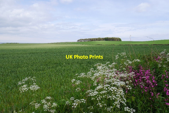 Photo 6"x4" Arable land near Kingsbarns Kilduncan c2015