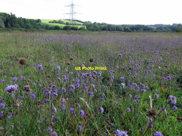 Photo 6"x4" Grassland, Tyne Riverside Country Park Ryton\/NZ1564 c2015