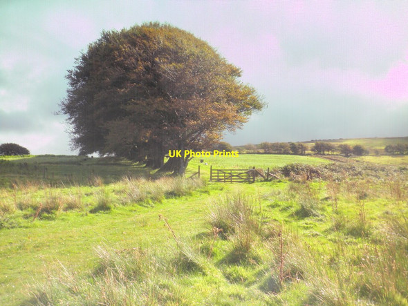 Photo 6"x4" South Regis Common Challacombe\/SS6940 c2015