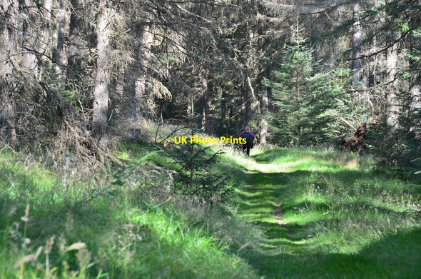 Photo 6"x4" Path in Fonab Forest Ballinluig\/NN9457 c2015