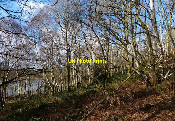 Photo 6"x4" Buddon Wood near Swithland Reservoir Rothley Plain c2014