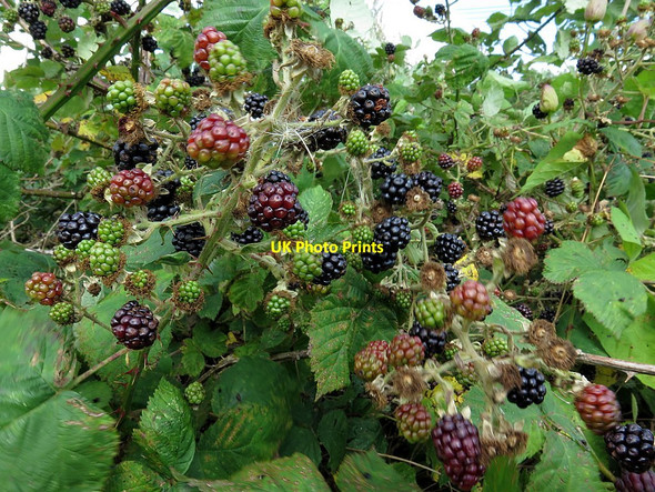 Photo 6"x4" Blackberries by Reigh Burn Ryton\/NZ1564 c2015