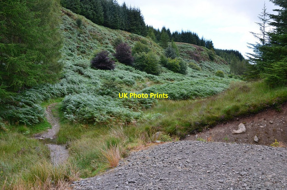 Photo 6"x4" End of forest road, Menteith Hills Shannochill c2015