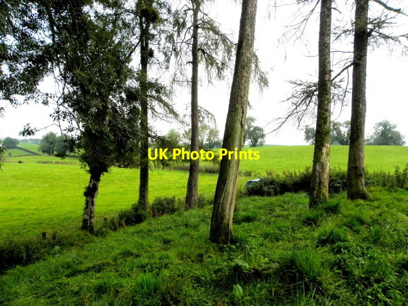 Photo 6"x4" Trees, Lislane Clogher\/H5351 c2015