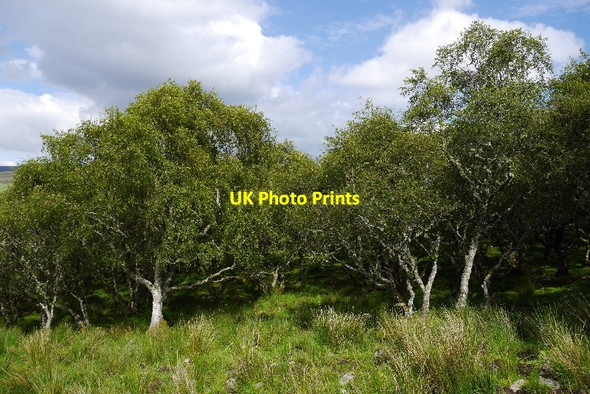 Photo 6"x4" Birch wood, Little Torboll Little Torboll c2015