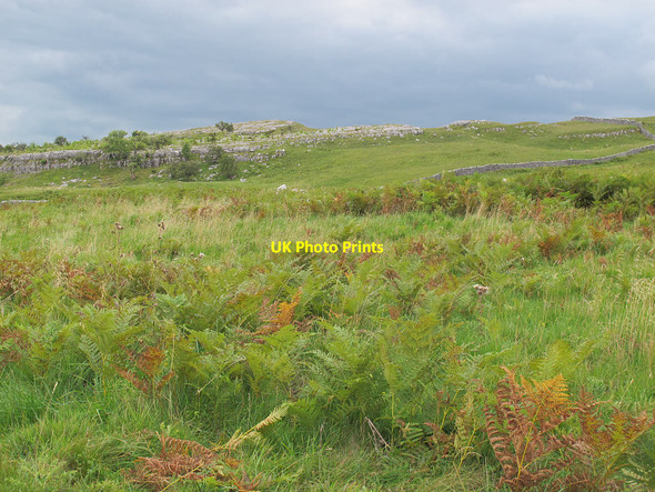 Photo 6"x4" Ferns adjacent to the Dales Way Conistone c2015