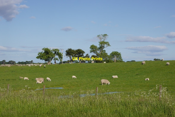 Photo 6"x4" Field, Crackaig Lothbeg c2015