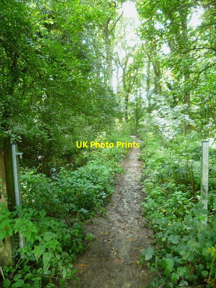 Photo 6"x4" Bridleway enters Jack o'Lantern Wood Hole Street c2015