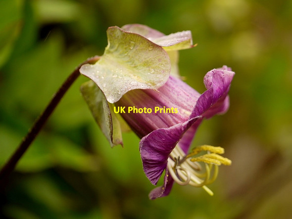 Photo 6"x4" RHS Rosemoor, 7 Great Torrington c2015