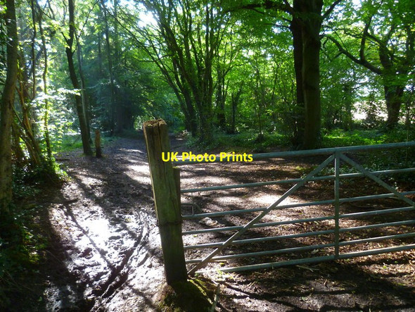 Photo 6"x4" Bridleway going westwards on the northern edge of Hammerpot Copse Hammerpot c2015