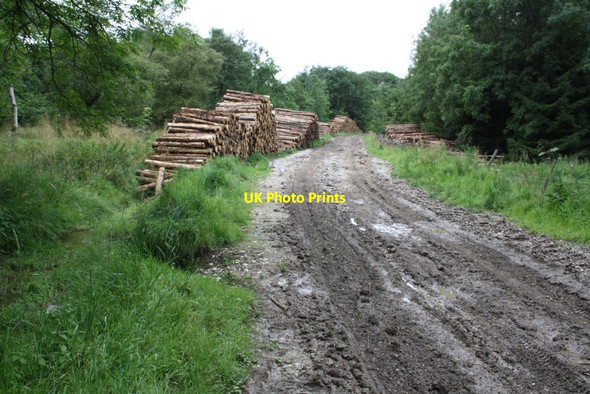 Photo 6"x4" Log piles in Weningber Plantation Otterburn\/SD8857 c2015