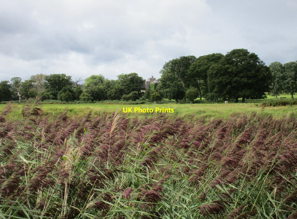 Photo 6"x4" Reed bed and Powderham Park South Town\/SX9683 c2015