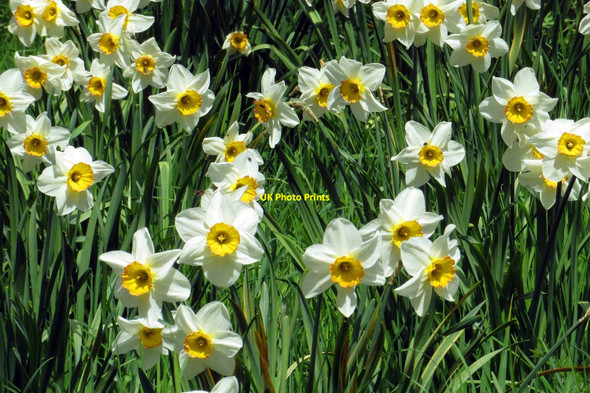 Photo 6"x4" Narcissi in the Wild Garden at Upton House Edgehill\/SP3747 c2015