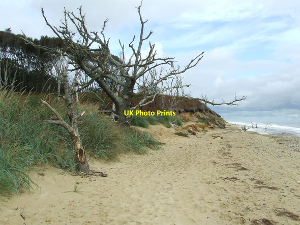 Photo 6"x4" Dead Trees Kessingland Beach c2015