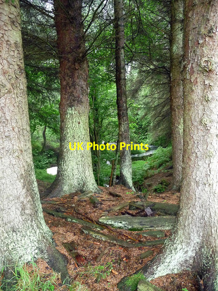 Photo 6"x4" Pines near Fontburn Reservoir Newbiggin Fm c2012
