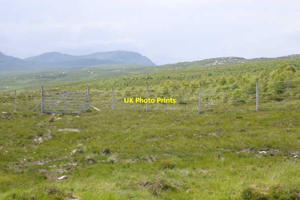 Photo 6"x4" Young plantation, Kyle of Tongue Loch na h-Airigh Bige c2015