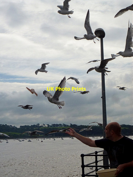 Photo 6"x4" The gull whisperer Northam\/SS4429 c2015