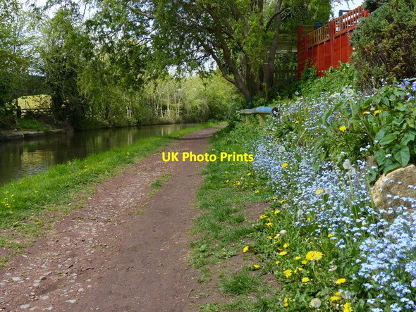 Photo 6"x4" Flowers along the Grand Union Canal towpath Warwick c2015