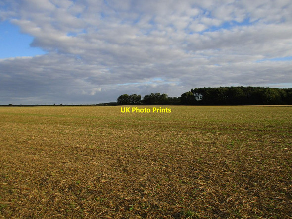 Photo 6"x4" Farnton Plantation from Whins Lane Rise\/TA1542 c2015