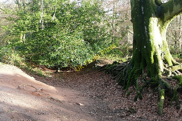 Photo 6"x4" Tree on East Budleigh Common Budleigh Salterton c2009