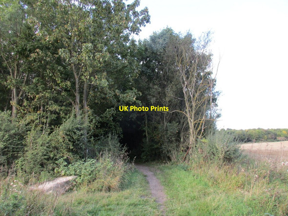 Photo 6"x4" Entering Wadworth Wood Wilsic c2015
