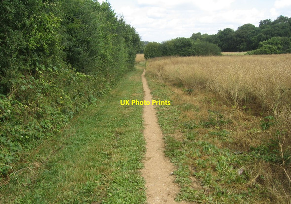 Photo 6"x4" Oil seed rape nearing harvest time East Oakley c2015