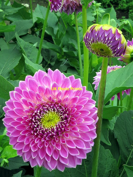 Photo 6"x4" Dahlia beds, Heddon Nurseries (detail) Houghton\/NZ1266 c2015