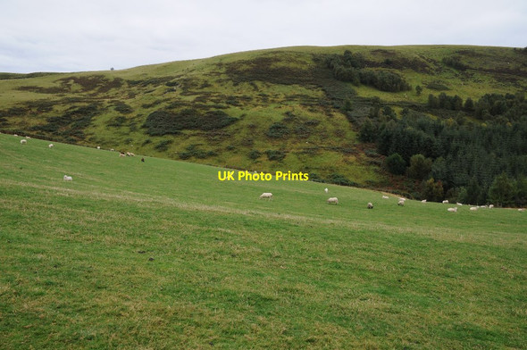 Photo 6"x4" Upland grazing Felin Newydd\/SN6638 c2015