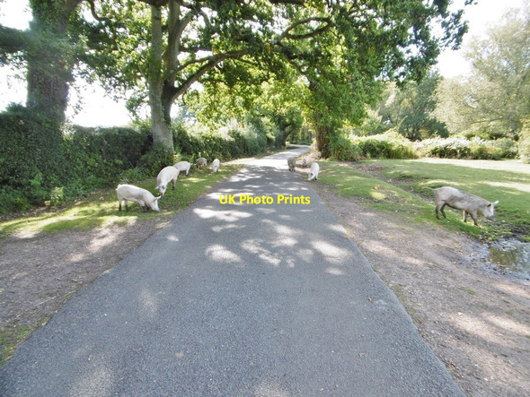 Photo 6"x4" Cadnam Common, pannage pigs Newbridge\/SU2915 c2015
